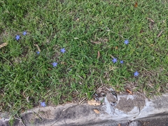 Wahlenbergia gracilis