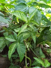 Syngonium podophyllum
