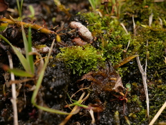 Riccardia chamedryfolia