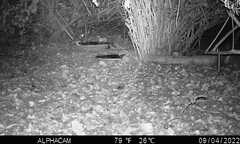 Megascops kennicottii