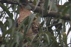 Accipiter melanoleucus