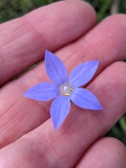 Wahlenbergia gracilis