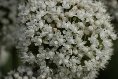 Allium cepa