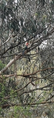 Platycercus eximius