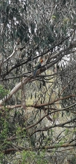 Platycercus eximius
