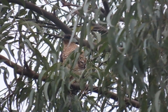 Accipiter melanoleucus