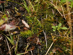 Riccardia chamedryfolia
