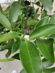 Citrus japonica