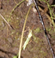Leptocorisa