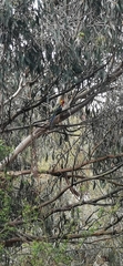 Platycercus eximius