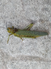 Tropidacris cristata