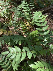 Berberis nervosa