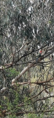 Platycercus eximius