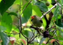 Dicaeum trigonostigma