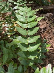 Berberis nervosa