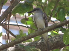 Tyrannus dominicensis