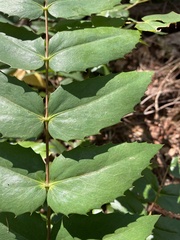 Berberis nervosa