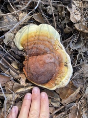 Ganoderma polychromum