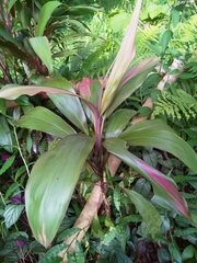 Cordyline fruticosa