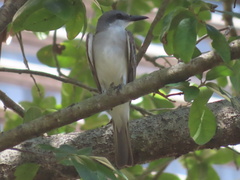 Tyrannus dominicensis