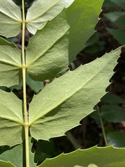 Berberis nervosa