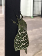 Aenetus virescens