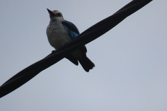 Halcyon senegalensis