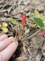Kennedia prostrata