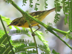 Setophaga discolor