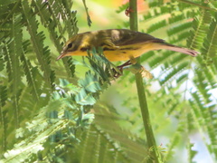 Setophaga discolor