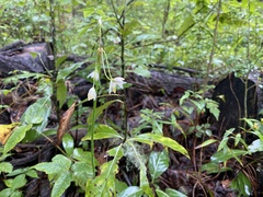 Nothoscordum bivalve