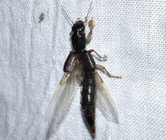 Pinophilus