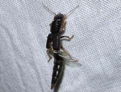 Pinophilus