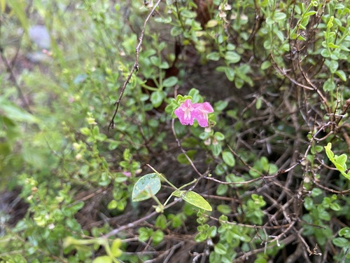 Scutellaria suffrutescens