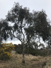 Eucalyptus blakelyi