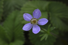Anemonastrum obtusilobum