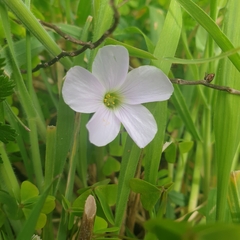 Oxalis incarnata