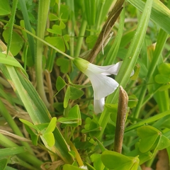 Oxalis incarnata