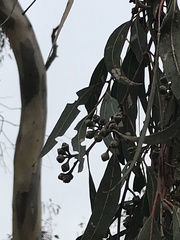 Eucalyptus blakelyi