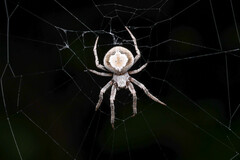 Hortophora