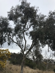 Eucalyptus blakelyi
