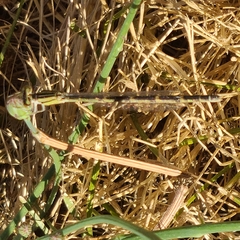 Enallagma carunculatum