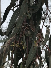 Eucalyptus blakelyi