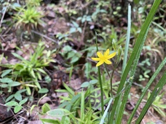 Hypoxis mexicana