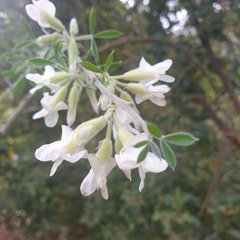 Chamaecytisus prolifer