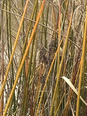 Machaerina articulata