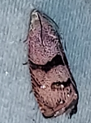 Cydia latiferreana
