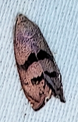 Cydia latiferreana