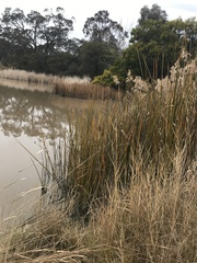 Machaerina articulata