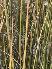 Machaerina articulata